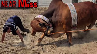 Abdul Munam Cattle Farm - Dangerous Bulls - Gulabi Ablak Brahmans - Cow Mandi 2024 -Bakra Mandi 2024