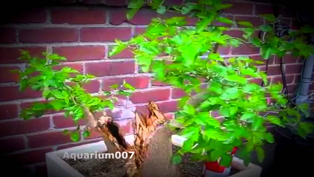 Mulberry Bonsai Tree [Aquarium007] YouTube
