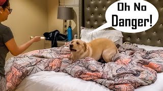 Full on Drama - My Dog Reacts to Electric Toothbrush | Try Not to LAUGH ?