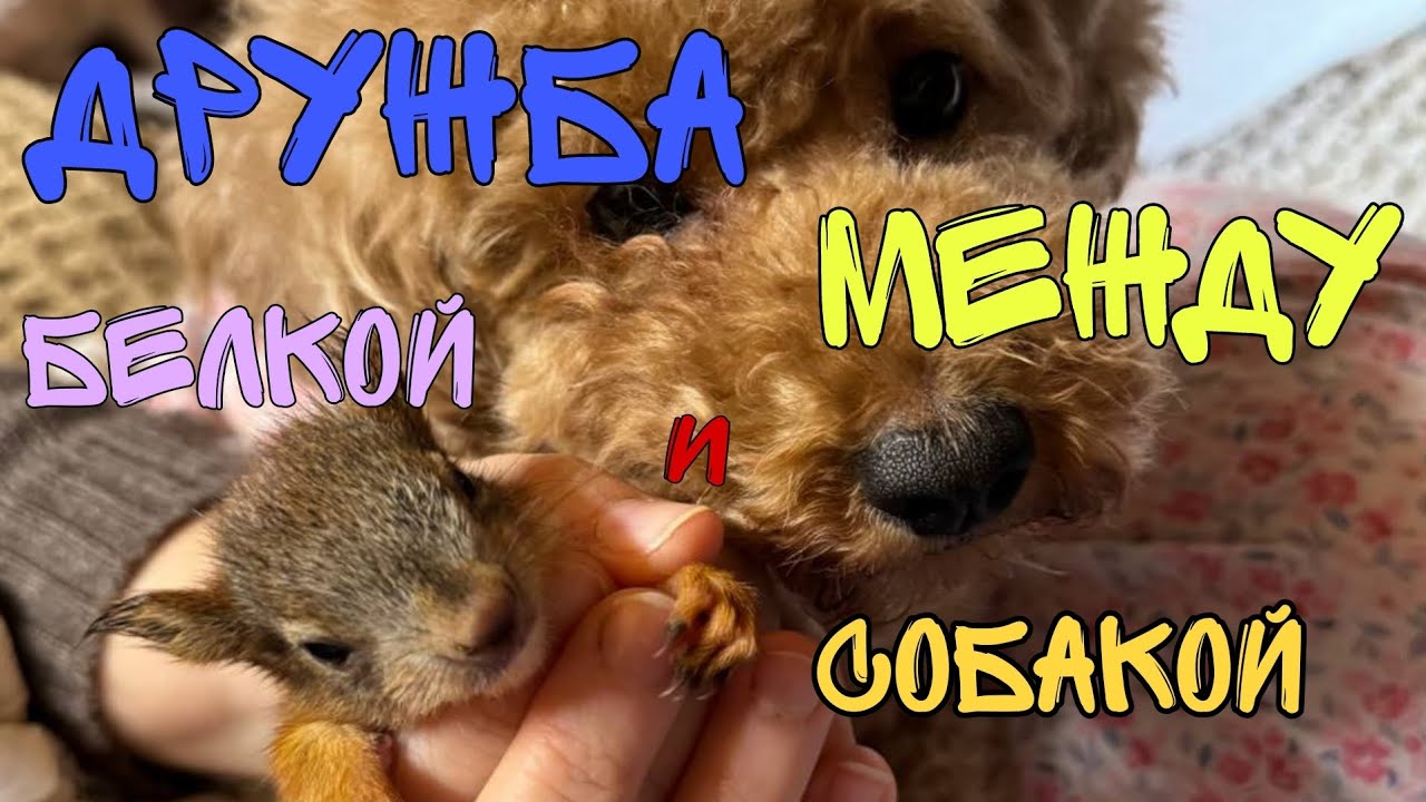 Возможна ли дружба между белкой и собакой? - YouTube