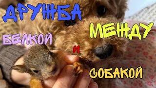 Возможна ли дружба между белкой и собакой?