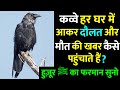 Life Of A Crow  हुज़ूर ﷺ ने कव्वे के बारे में क्या फ़रमाया ?  Junaid Aalam