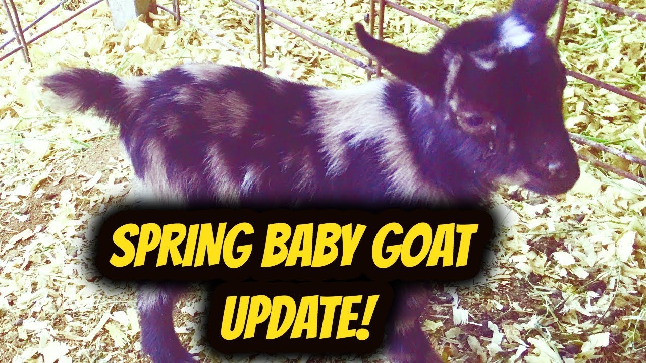 Spring Baby Goat Update and Daisy! - YouTube