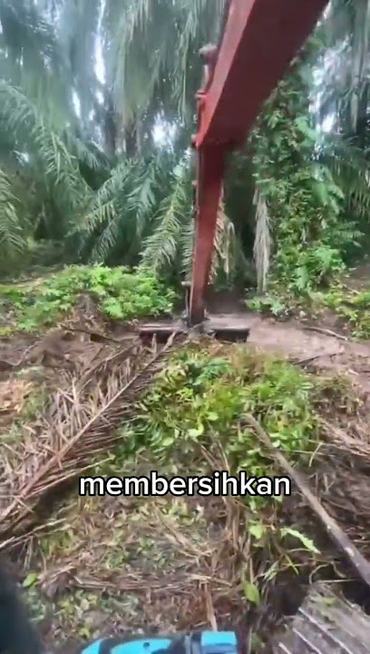Membersihkan gulma kebun kelapa sawit