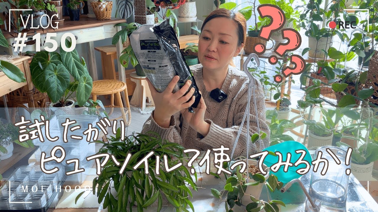 【試したがり】発根向きと教えてもらった用土を使ってみる（Vlog/150）