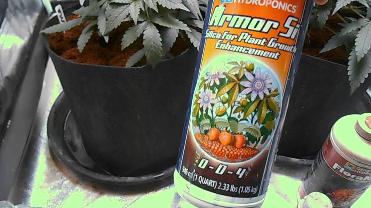 db003's - girl scout cookies auto -fast buds comp - coco - mars II 700 video update #3