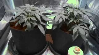 db003's - girl scout cookies auto -fast buds comp - coco - mars II 700 video update #3