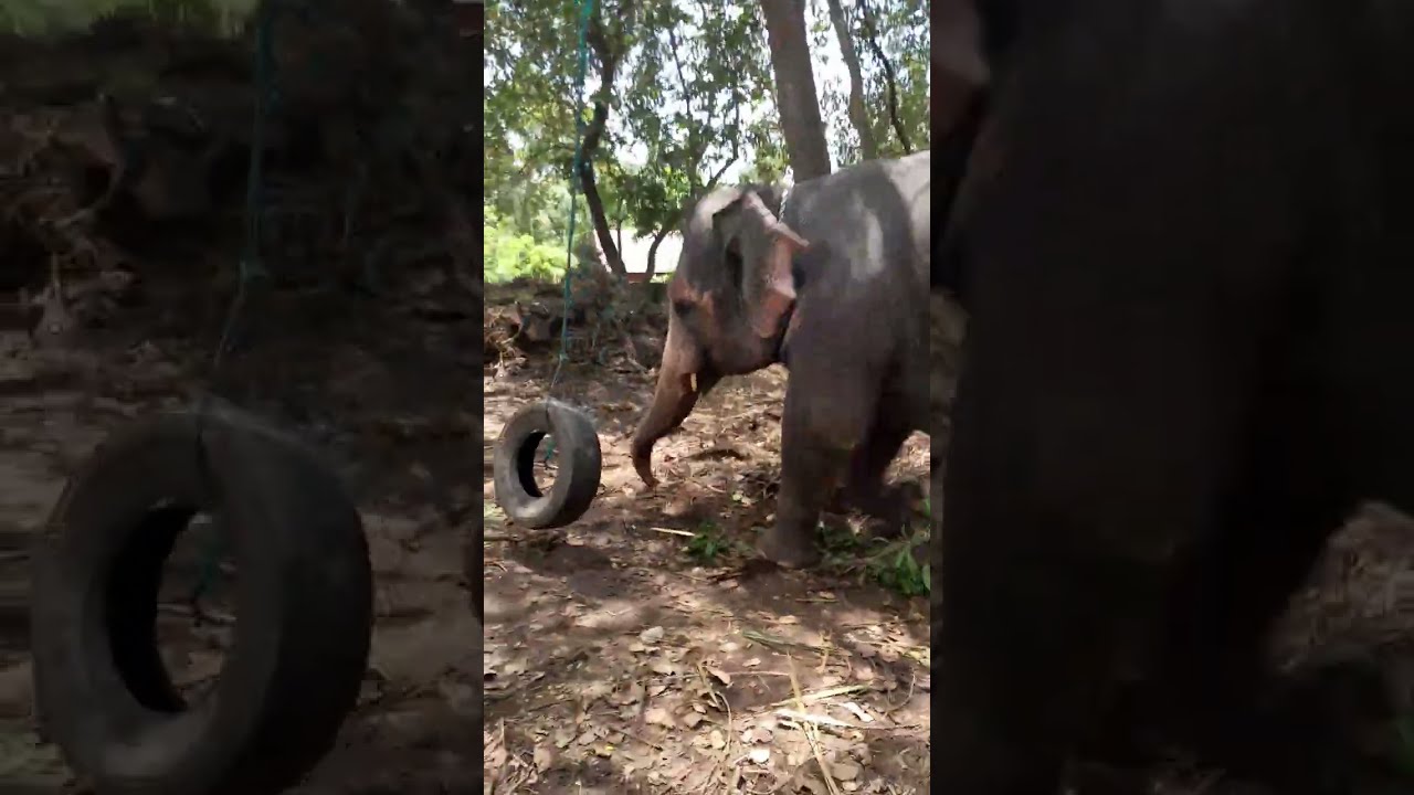 baby elephant play with tire 