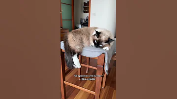 Вот ЧЕМ опасны антицарапки для кошек 🙀🙀🙀