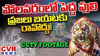Big Tiger In Polavaram..people Should Not Come Out Tiger Shocking Visuals At Polavaram Project Cvr News