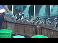 うみがたり餌やり