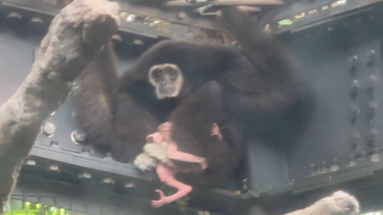 ママにしがみつく赤ちゃん【‎2025年‎9月9日】【上野動物園】シロテ