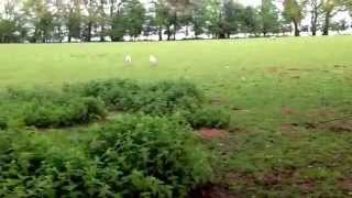 Muuuum where are ewe