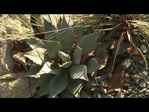 Video: Agavensorten: Erfahren Sie mehr über Agavenarten für den Garten