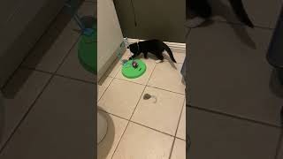 Kitty Playing With Cat Nip Mouse
