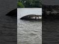 Experience Crocodile Bird Watching River Fishing in Sri Lanka 🐊#crocodile #virl