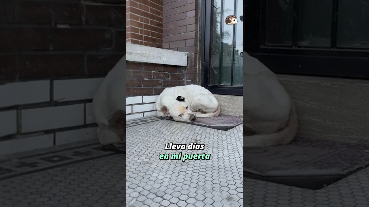 No quiero tener un perro!  