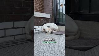 No Quiero Tener Un Perro