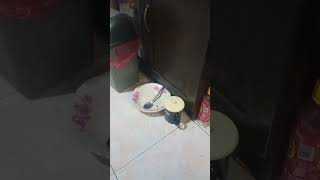 Download Lagu RHOMA IRAMA 🎵 Gelandangan  [Benkmusik] MP3