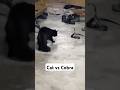 Cat vs Snake