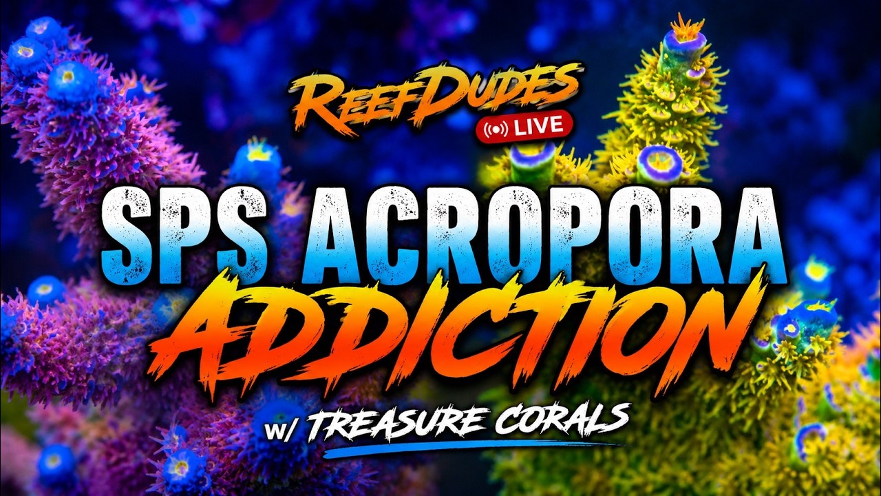 SPS Acropora Addiction - Live w/TreasureCorals