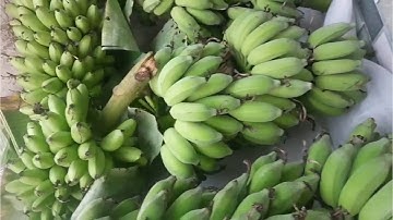 mua bán chuối ở,Châu Thành Tiền Giang