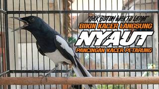 suara pancingan menaikan emosi kacer biar buka ekor / konslet ngunci ampuh