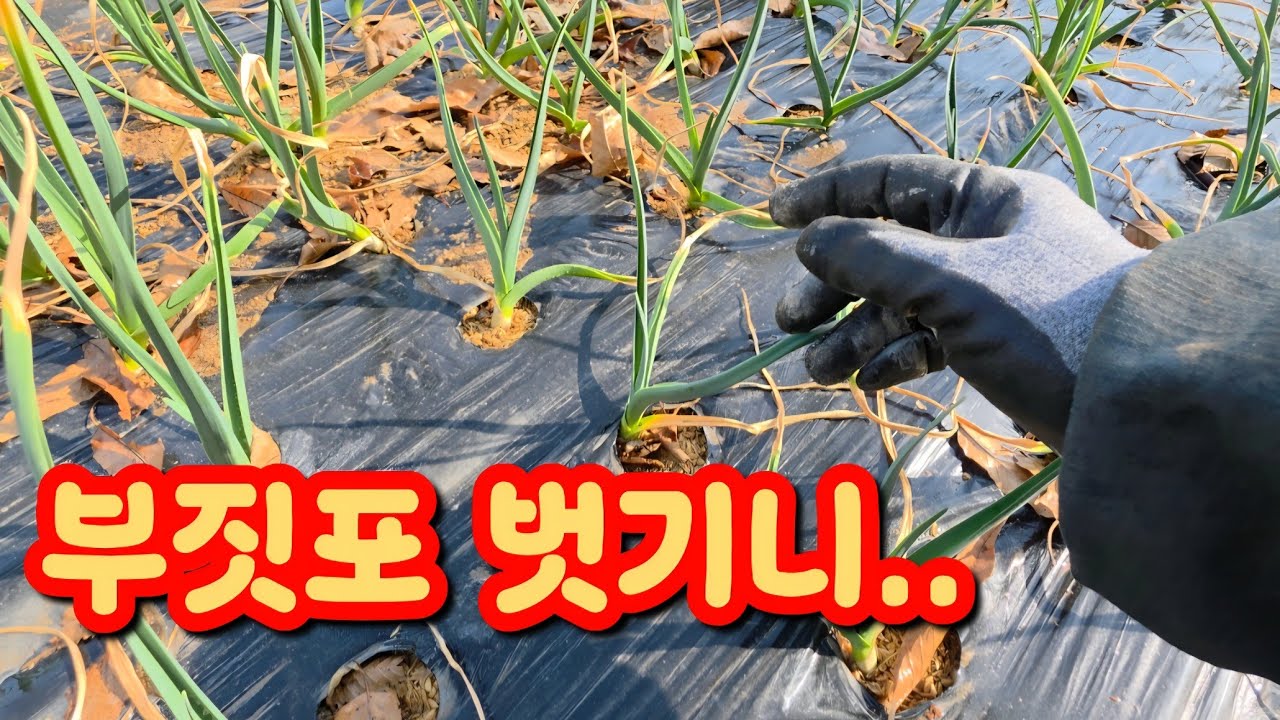 [🤠ㆍ419] 마늘 양파 부직포 벗기니.. 와 너무 잘 컸네요 