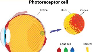 How Do Your Eyes Actually See Color 👁️ (The Human Eye Explained!) 