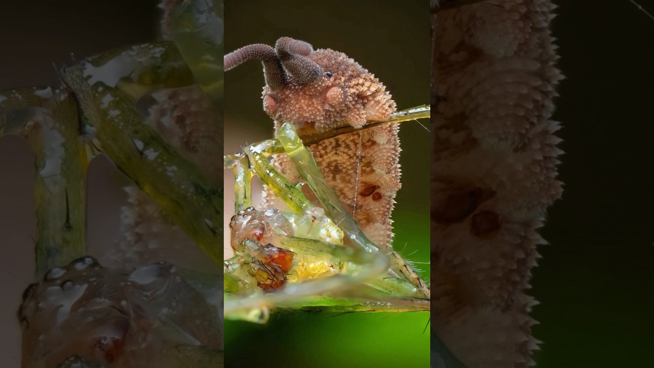 nature’s slime gun😂 
