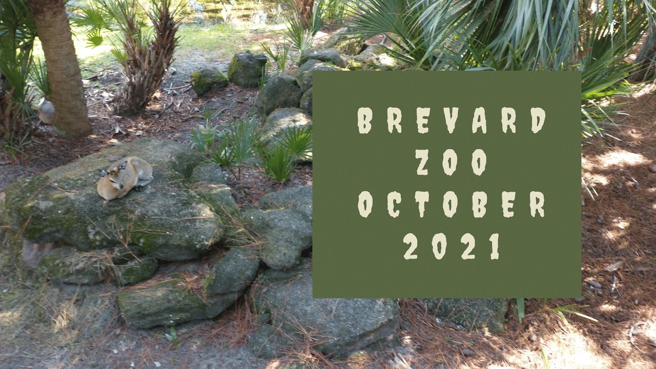Brevard Zoo October 30, 2021 Boo at the Zoo-Infinitely Interesting ...