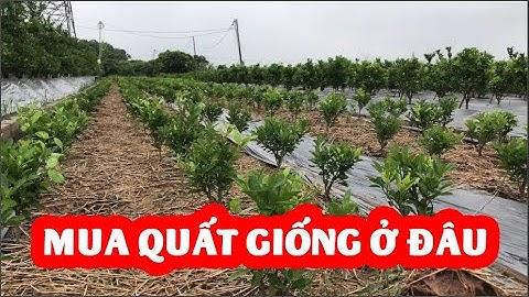 Mua quất giống ở đâu và giá bao nhiêu tiền 1 cây  SĐT: 0968214802
