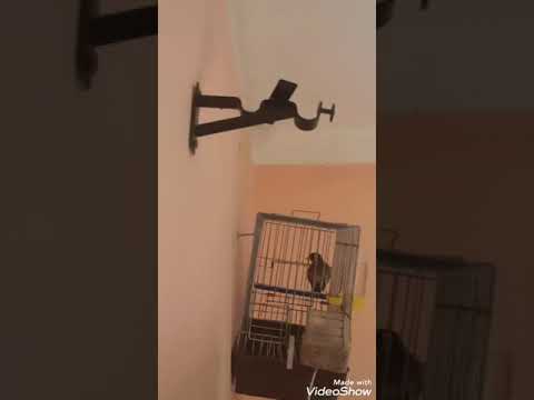 مقنين حسون خلوي تيارتي مشاء الله