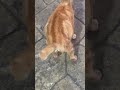 Allah yang maha esa #cat #cats #catlovers #catvideos #catshorts #catmemes #kucing #kitten #animal