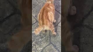 Allah yang maha esa #cat #cats #catlovers #catvideos #catshorts #catmemes #kucing #kitten #animal