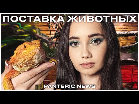 ЭТО КРОКОДИЛОВЫЕ СЦИНКИ? Большая поставка животных и другие новости из мира | PANTERIC NEWS
