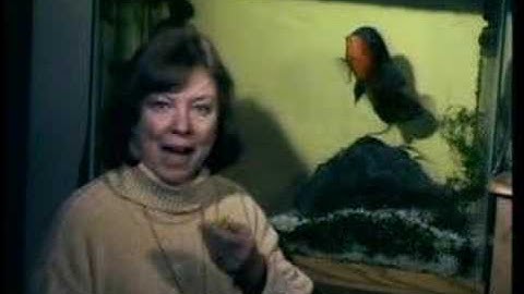 An Introduction to Target Training a Fish!