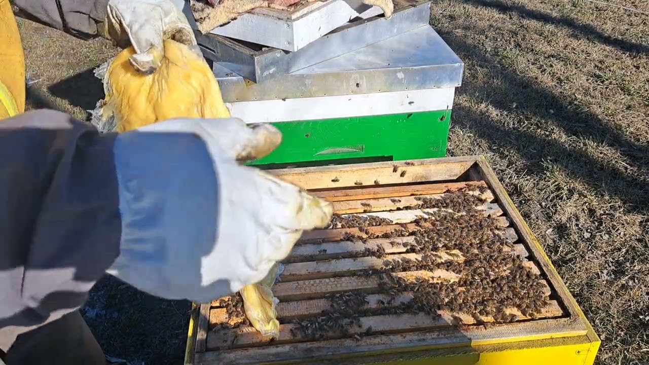 49.Revizia la stupurile din lemn 09.03.26