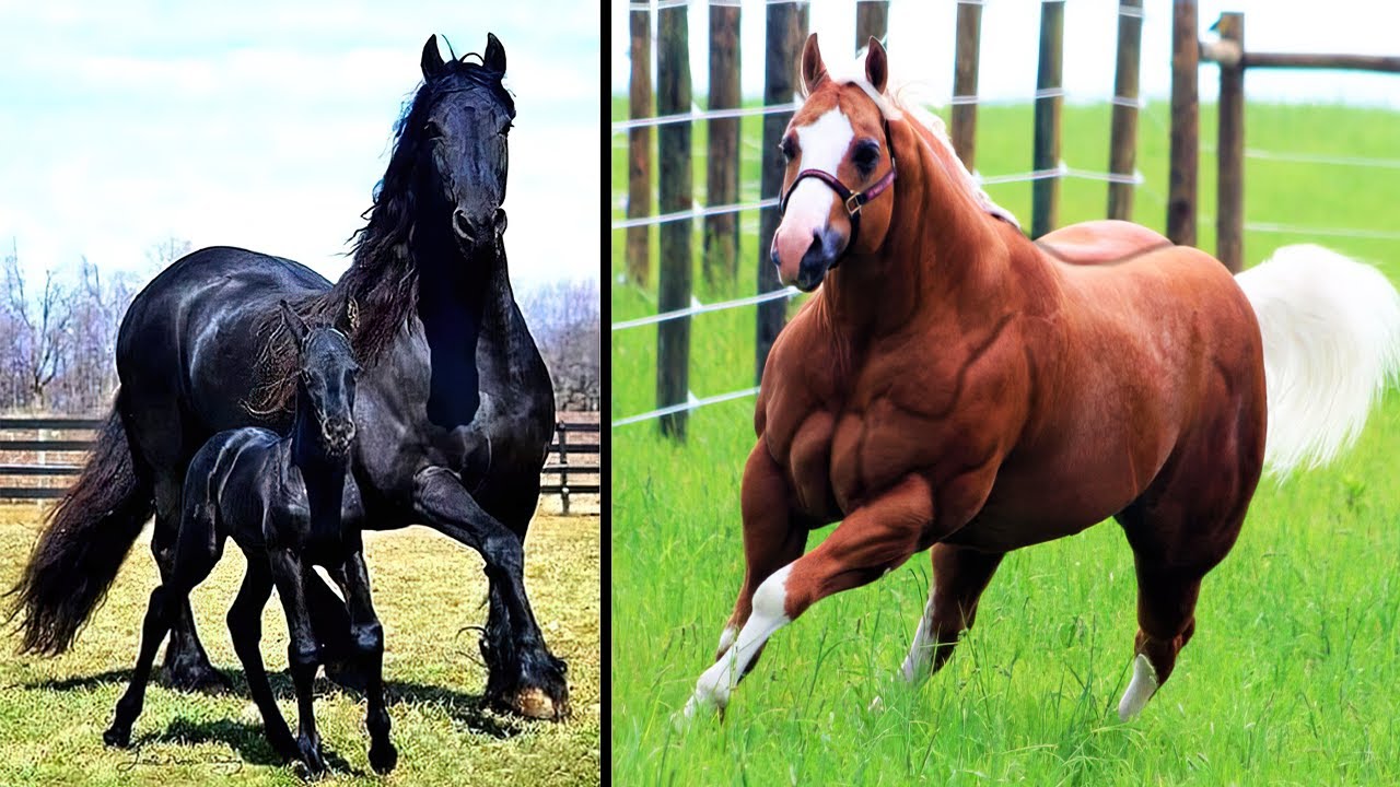 20 Most Powerful Horse Breeds In The World YouTube 20 Most Powerful Horse Breeds In The World YouTube