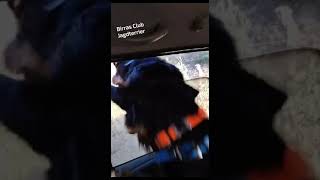 Birras Club Jagdterrier