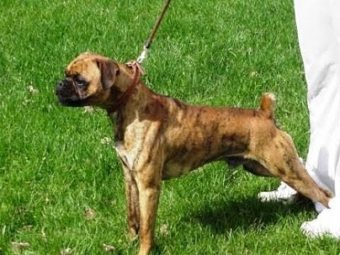 small boxer breeds