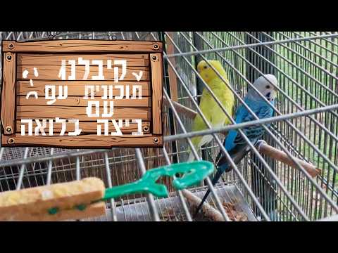 קיבלנו תוכונית עם ביצה כלואה ואנחנו מנסים להציל אותה