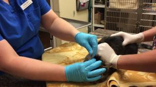 VETT 220 Task 31- Clean and Medicate Ears in a Feline