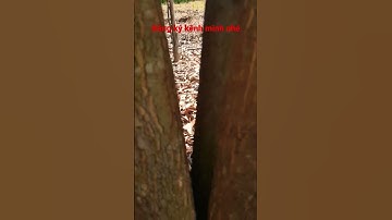 Cách tìm ổ con bổ củi.