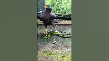 Eagle Attack Snake