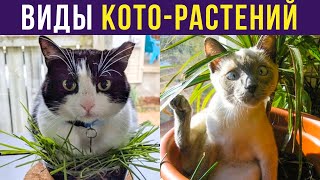 Приколы с котами. ВИДЫ КОТО-РАСТЕНИЙ | Мемозг #248