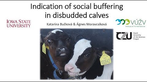 [Katarína Bučková & Ágnes Moravcsíková] Indication of social buffering in disbudded calves