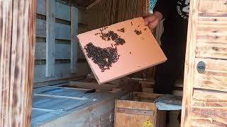 Oktyabırda 1 Çərçivəlik Arı Ailəsi Yaza Çıxa Biərmi?