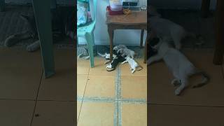 Pagod na ang Posang ina 😹