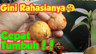 Cara Semai Biji Alpukat Yang Benar